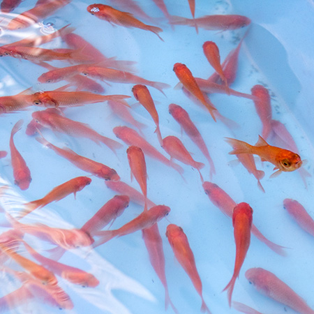 金魚すくい選手権大会